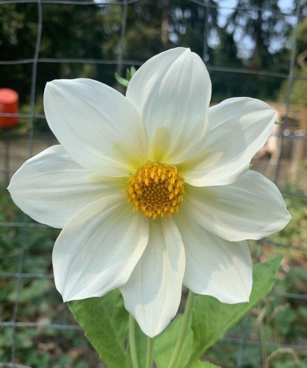 50 Dahlia Unwin Bedding Mix Seeds - Seed World