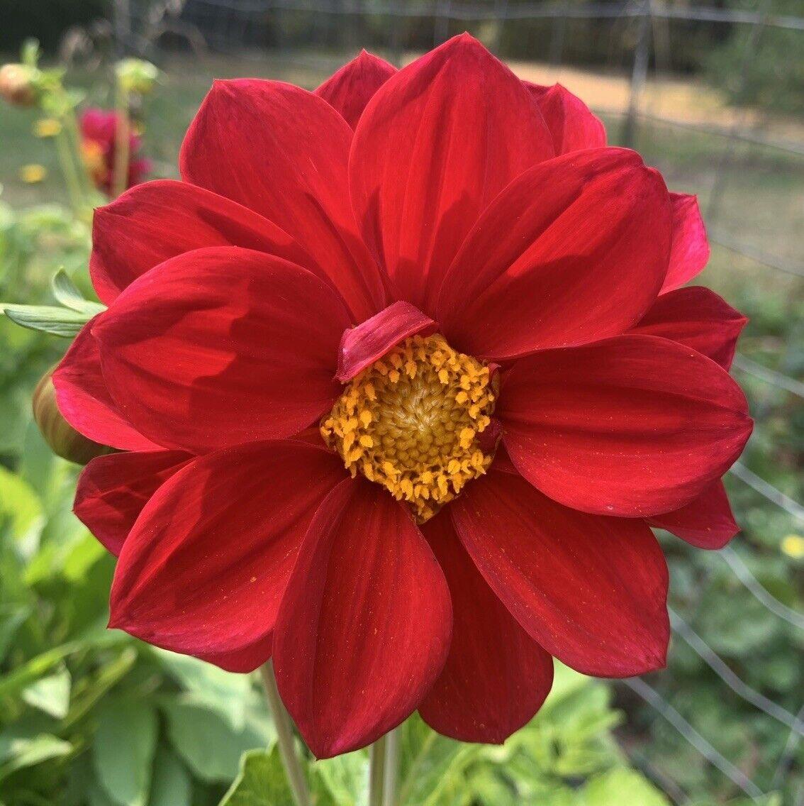 50 Dahlia Unwin Bedding Mix Seeds - Seed World