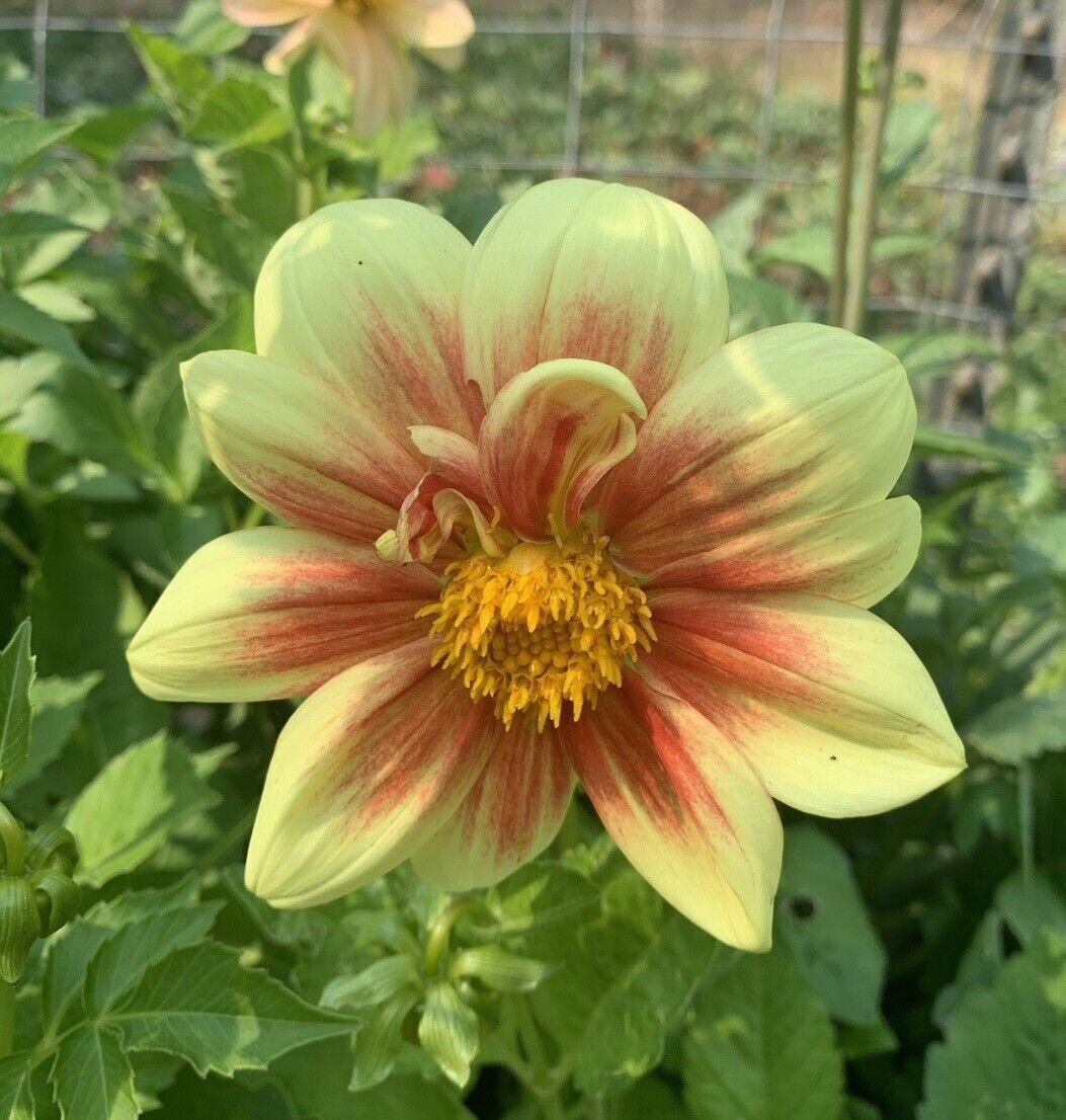 50 Dahlia Unwin Bedding Mix Seeds - Seed World