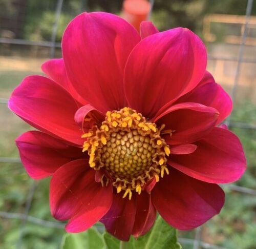 50 Dahlia Unwin Bedding Mix Seeds - Seed World