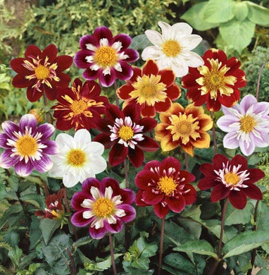 25 Dahlia Dandy Mix Seeds - Seed World