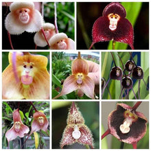 Collage of Dracula simia monkey-faced orchid flowers