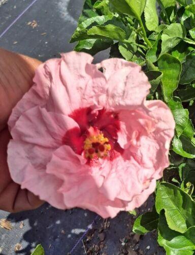 Hawaiian Pink Hibiscus - Starter Live Plant - Seed World