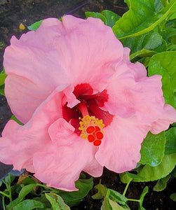 Hawaiian Pink Hibiscus - Starter Live Plant - Seed World
