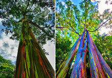 Eucalyptus - Rainbow Gum Tree seeds