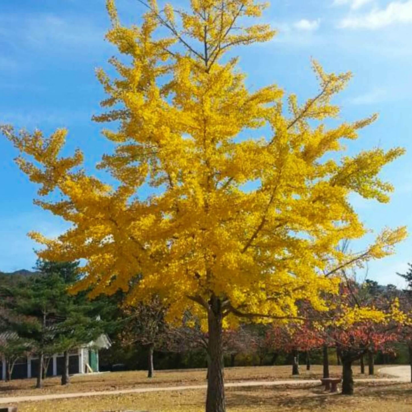 10 Ginkgo Biloba | Maidenhair Tree Seeds