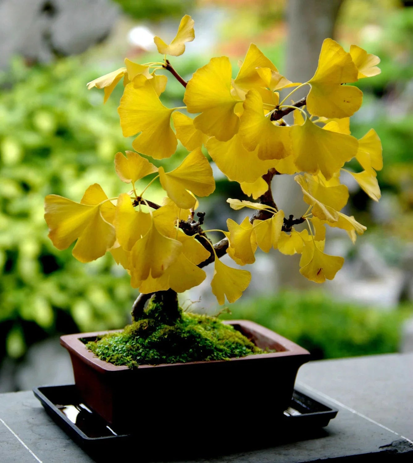 10 Ginkgo Biloba | Maidenhair Tree Seeds