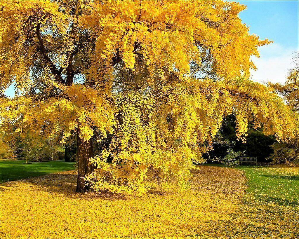 10 Ginkgo Biloba | Maidenhair Tree Seeds