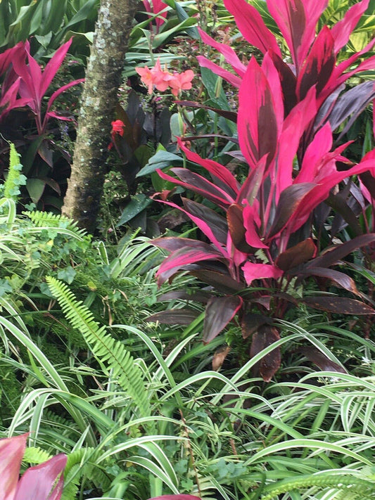 Hawaiian Red Sister Ti Plant in garden