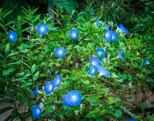 50 Heavenly Blue Morning Glory Seeds – Non-GMO, Easy-to-Grow Vines