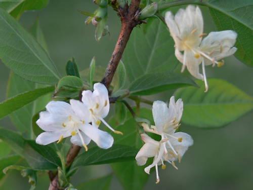 10 - 50 Honeysuckle Vine Seeds - Seed World