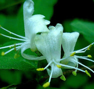 10 - 50 Honeysuckle Vine Seeds - Seed World