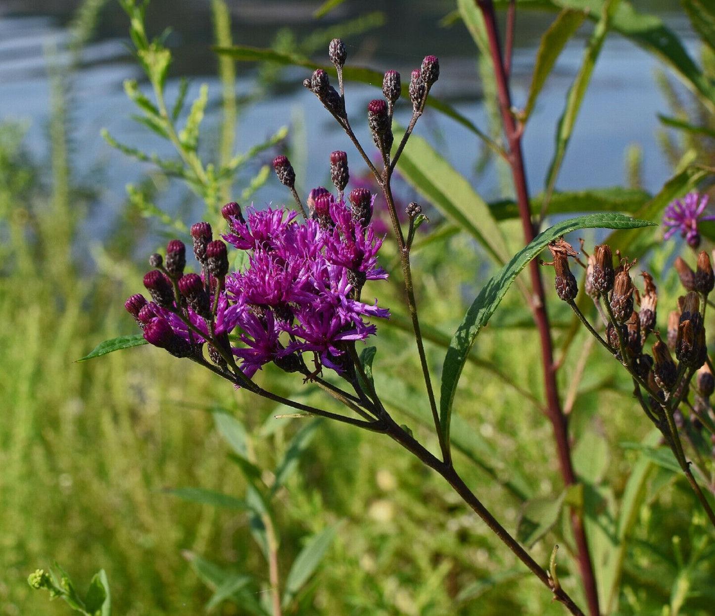 200 Ironweed - Vernonia Fasciculata Seeds