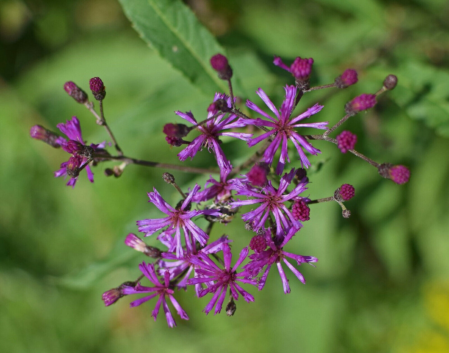 200 Ironweed - Vernonia Fasciculata Seeds