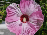 10 Luna Pink Swirl Hibiscus Seeds - Seed World