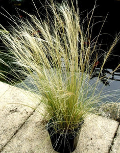 25 Mexican Feather Grass Seeds - Seed World