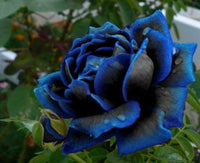 Midnight Supreme Rose Seeds - Seed World