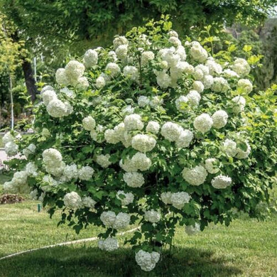 Old Fashioned Snowball Viburnum Shrub - Live Plant
