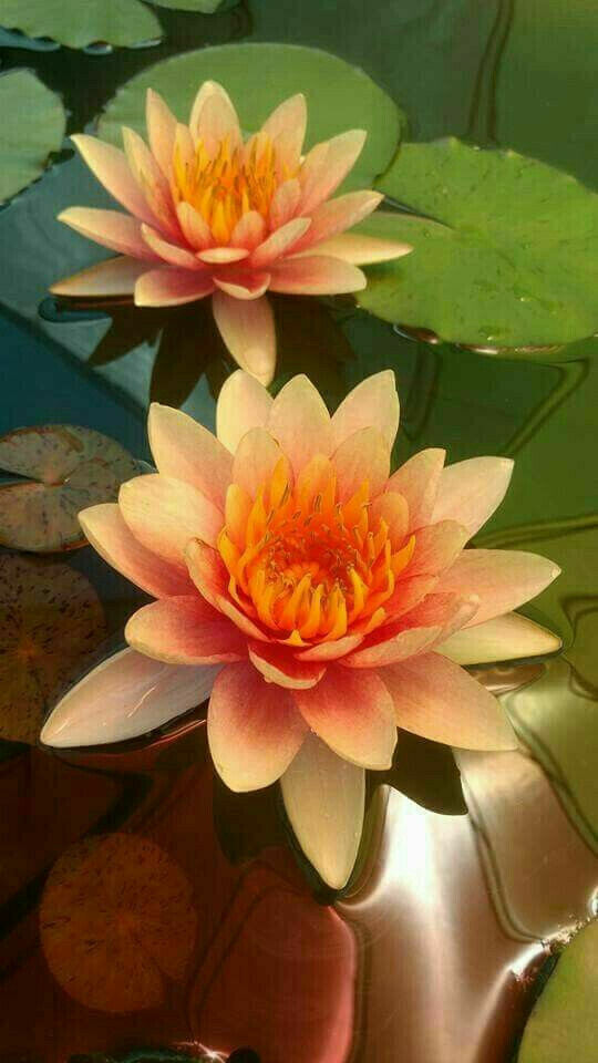 orange lotus flowers