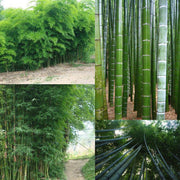 Phyllostachys Pubescens Seeds