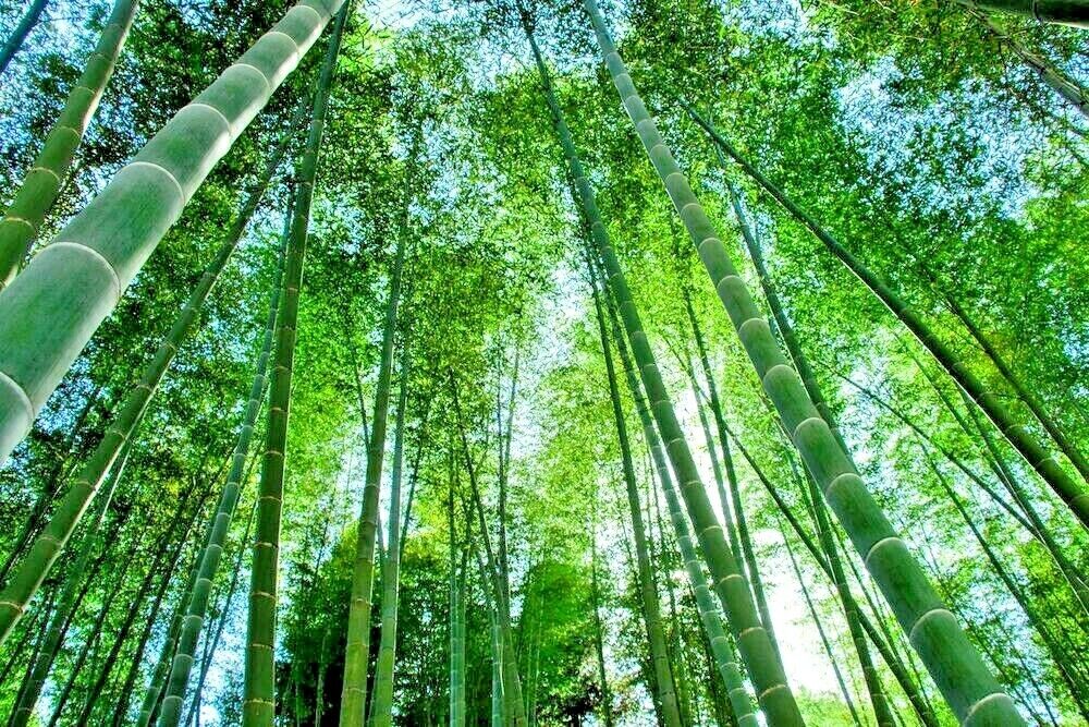Giant Moso Bamboo Seeds