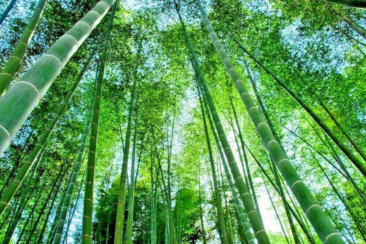 Giant Moso Bamboo Seeds