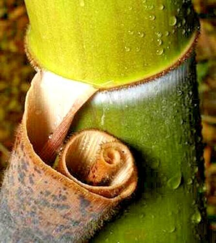 Giant Moso Bamboo Seeds