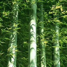 Moso Bamboo Seeds