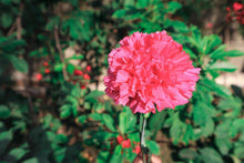 50 Pink Rose Carnation Dianthus Caryophyllus Seeds - Seed World