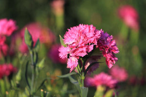 50 Pink Rose Carnation Dianthus Caryophyllus Seeds - Seed World