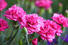 50 Pink Rose Carnation Dianthus Caryophyllus Seeds - Seed World