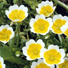 130 Poached Egg Plant Seeds - Meadow Foam - Seed World