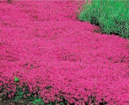 Dense Red Creeping Thyme used as vibrant groundcover