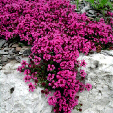 100 Red Creeping Thyme Seeds, Groundcover Seeds, Heirloom Non-GMO Seeds, 100ct