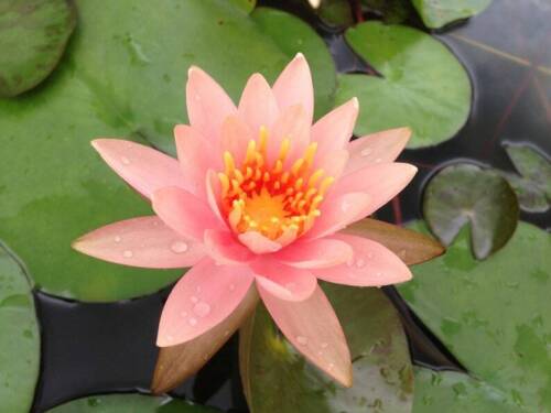 5 Lotus Flower Seeds | Rare Aquatic Flower Plant