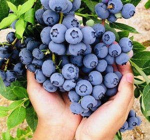 Sweet Blueberry Seeds - NON-GMO - Seed World