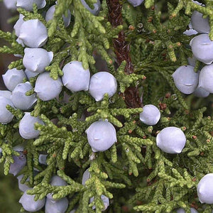 Juniperus Osteosperma Seeds
