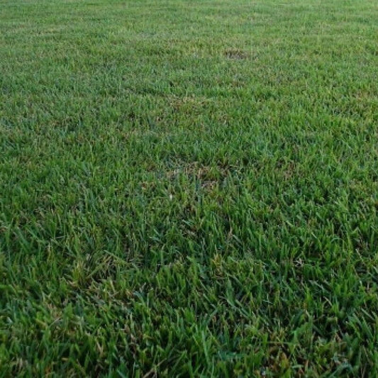 Healthy, lush Zenith Zoysia lawn – thick green turf grown from seed