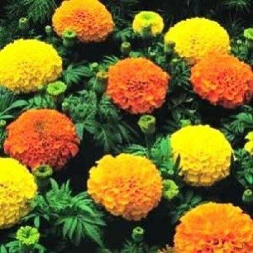 Close-up of bright yellow African Crackerjack Marigold bloom
