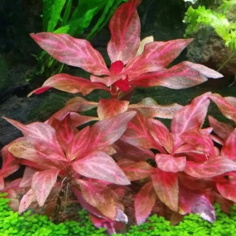 Alternanthera Rosanervig - Seed World