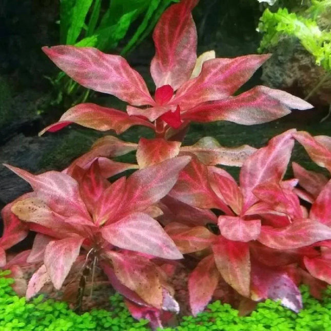 Alternanthera Rosanervig - Seed World