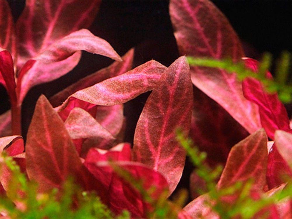 Alternanthera Rosanervig - Seed World