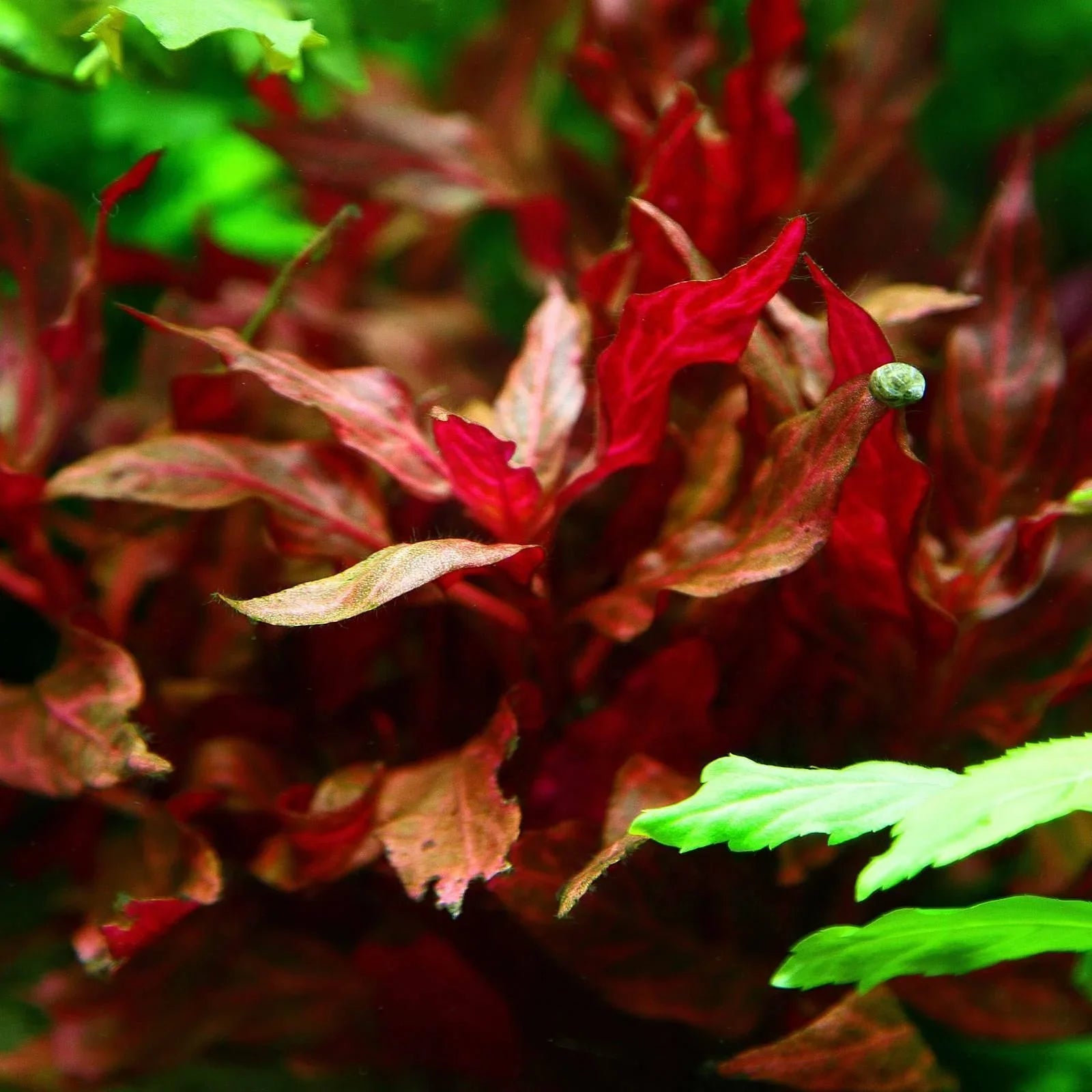 Alternanthera Rosanervig - Seed World