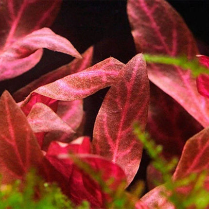 Alternanthera Rosanervig - Seed World