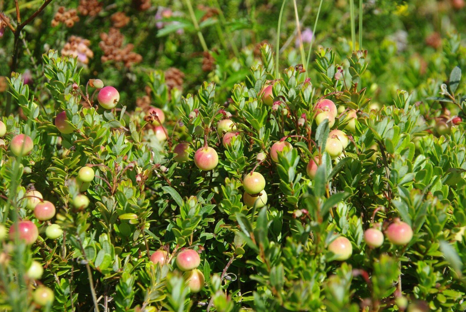 American Cranberry | Vaccinium Macrocarpon Seeds - Seed World