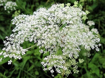Angelica sinensis (Dong Quai) Seeds – White Flower – 50 Seeds - Seed World