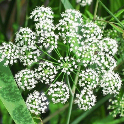 Angelica sinensis (Dong Quai) Seeds – White Flower – 50 Seeds - Seed World