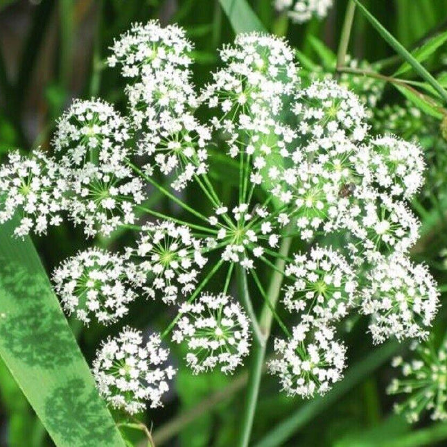 Angelica sinensis (Dong Quai) Seeds – White Flower – 50 Seeds - Seed World