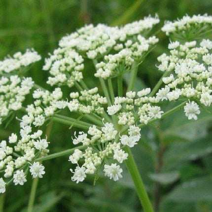 Angelica sinensis (Dong Quai) Seeds – White Flower – 50 Seeds - Seed World