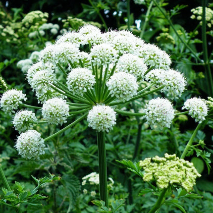 Angelica sinensis (Dong Quai) Seeds – White Flower – 50 Seeds - Seed World